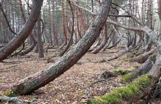 The Shushmor tract — 2