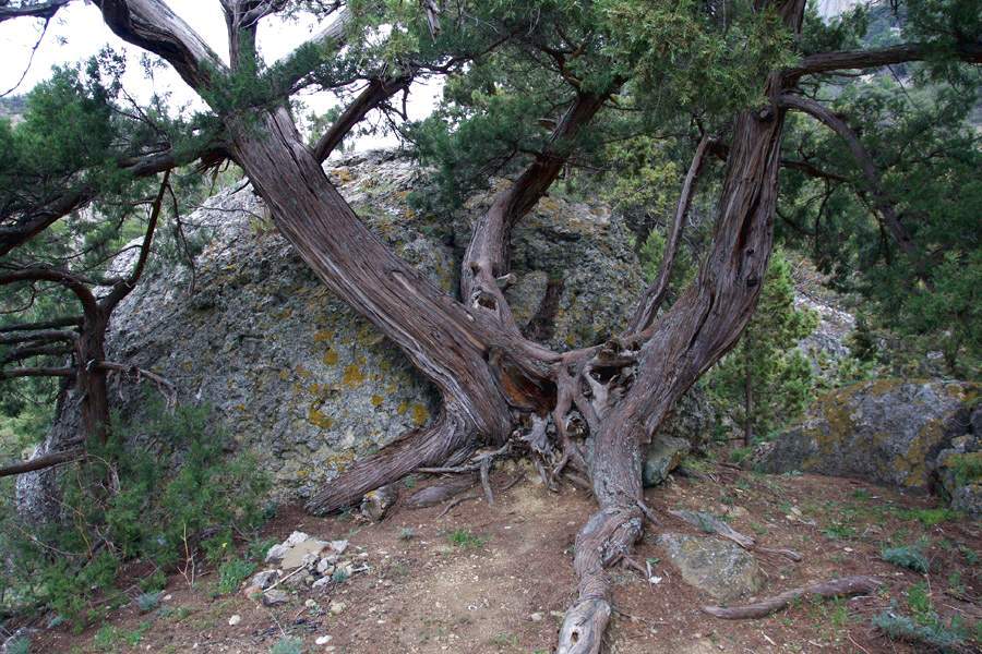 The Shushmor tract — 4
