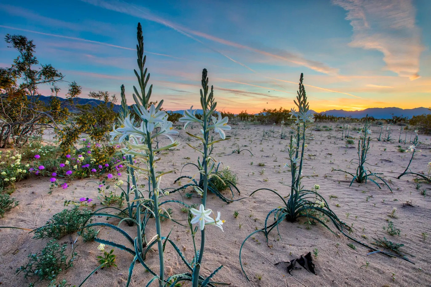 Desert Center and Adamski's Meeting