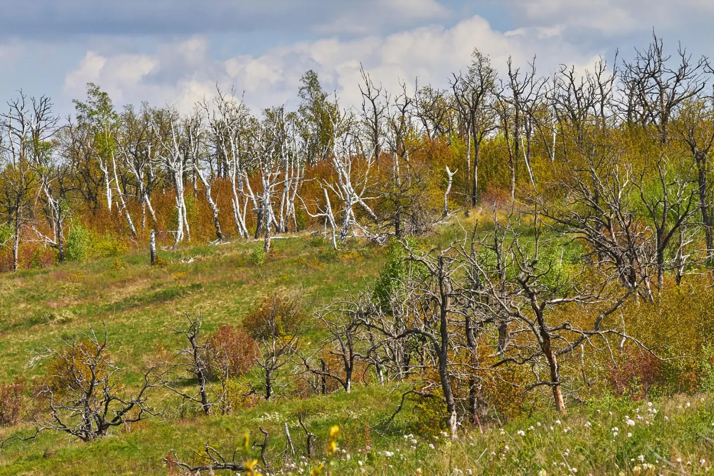 The Medveditskaya Ridge — 3